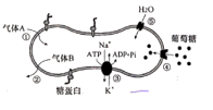 2021年高考生物真题及参考答案（河北卷）