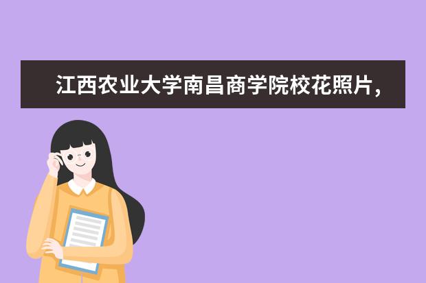 江西农业大学南昌商学院校花照片,2021年江西农业大学南昌商学院校花是谁(多图)