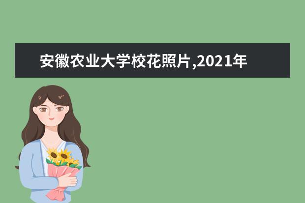 安徽农业大学校花照片,2021年安徽农业大学校花是谁(多图)