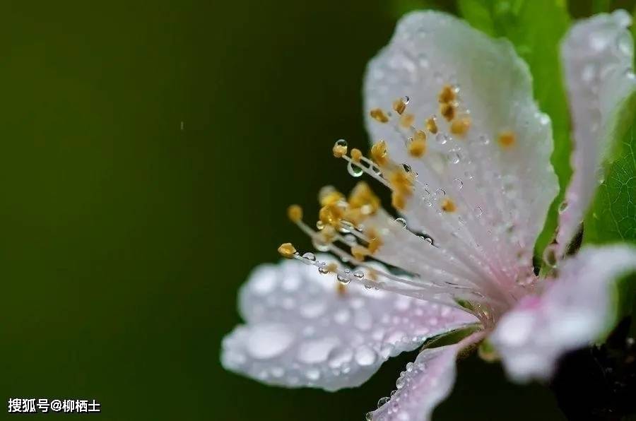 【高考备考】每天5道题，考试不丢分——理解性默写天天练 · 第201——311题