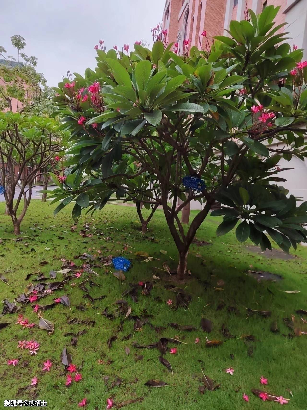 【高考备考】每天5道题，考试不丢分——理解性默写天天练 · 第201——311题