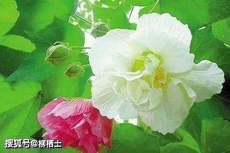 【高考备考】每天5道题，考试不丢分——理解性默写天天练 · 第201——311题