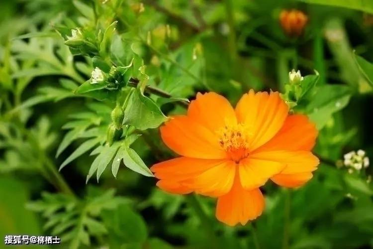 【高考备考】每天5道题，考试不丢分——理解性默写天天练 · 第201——311题